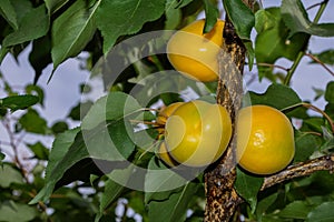 Apricot Garden. Branch of an apricot tree with apricots Latin: Prunus armeniaca on a background of leaves, close up