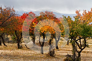 Apricot garden with colorful yellow, orange and red leaves in Autumn