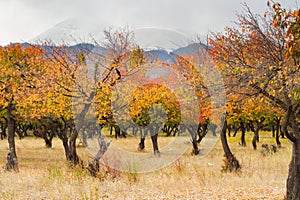 Apricot garden with colorful yellow, orange and red leaves in Autumn