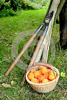 Apricot Harvest