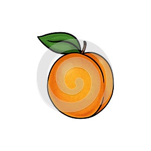 Apricot illustration on white background