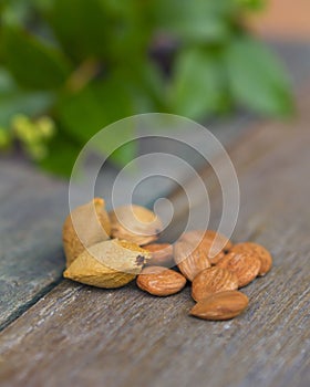 Apricot Kernels on wooden table with greenery and stone or pips