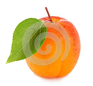 Apricot with leaf close-up isolated on a white background