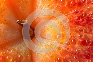 Apricot Macro Beauty - Overhead Shot with Intricate Details