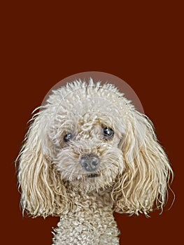 Apricot Medium Poodle Cutout