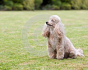 Apricot Miniature French Poodle in the Garden