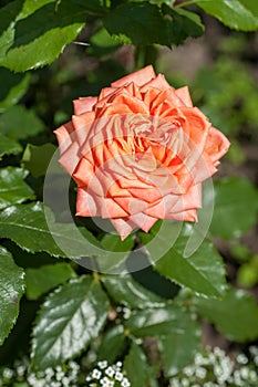 Apricot orange Floribunda Bush Rose â€˜Perfect Petâ€™. Closeup, selective focus