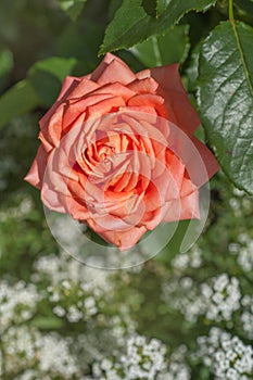 Apricot orange Floribunda Bush Rose â€˜Perfect Petâ€™. Closeup, selective focus