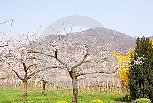 Apricot orchard in bloom in front of wineyard