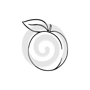 Apricot outline illustration on white background