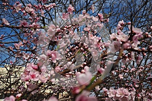 Apricot or peach branch with flowers in spring bloom. Pink purple spring flowers. Prunus armeniaca flowers with five white to