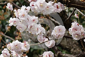 Apricot petals grace the tree