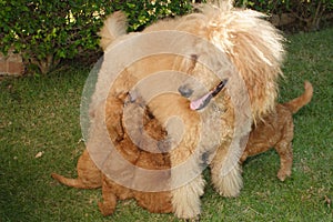 Apricot poodle with puppies