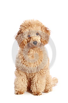 Apricot poodle puppy