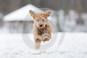 Apricot poodle puppy is jumping and enjoying in the snow