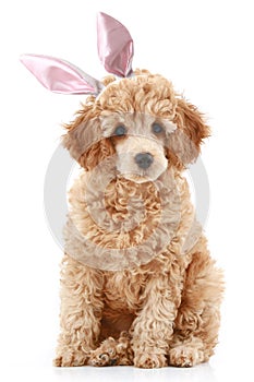 Apricot poodle puppy in rabbit ears