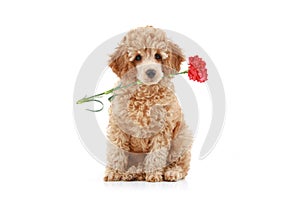 Apricot poodle puppy with red carnation