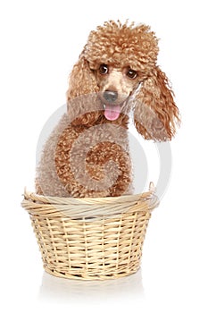 Apricot poodle sits in a basket