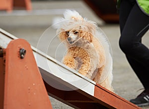 Apricot poodle walking over a hurdle at dog agility training