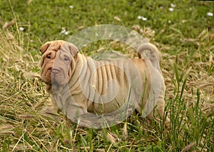 Apricot puppy sharpei's portrait