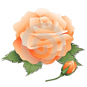 Apricot Rose and Bud