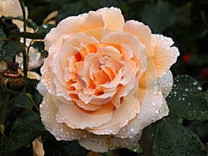 Apricot rose water droplets