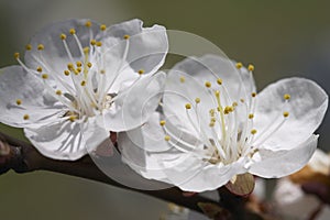 Apricot's bloom photo