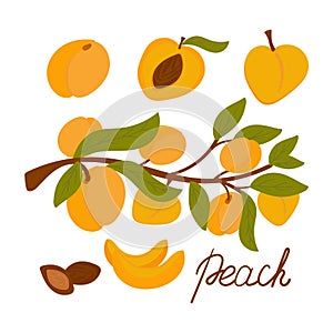 Apricot set. cartoon ripe apricots with leaves, half and slices of fruit, vector illustration