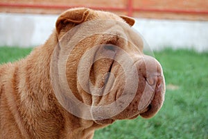 Apricot sharpei portrait photo