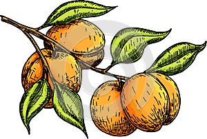 Apricot sketch vector set. Hand drawn fruit, branch and sliced pieces. Fresh apricot icons, isolated on white background