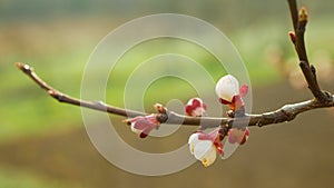 Apricot spring flower blossom fruit tree growing bloom bud white red branch orchards garden trees Prunus armeniaca