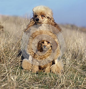 APRICOT STANDARD POODLE, FEMALE WITH PUP STANDING ON DRY GRASS