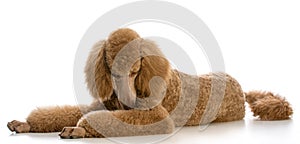 apricot standard poodle