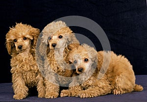 Apricot Standard Poodle, Pups against Black Background