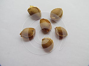 Apricot stones