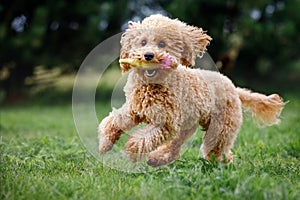 Apricot toy poodle frantically running towards the camera, very happy, playing, trained, on green grass in a park. Golden hair
