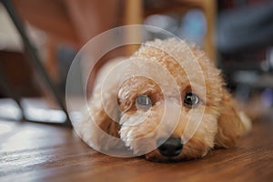 Apricot toy poodle unsure upset moody longing head on floor