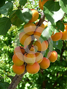 Apricot Tree