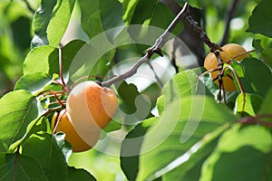 Apricot tree