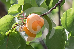 Apricot tree