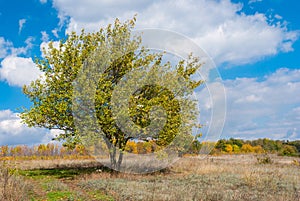 Apricot tree against blue cloudy sky at autumnal season