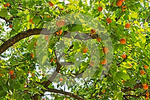An Apricot tree bearings many fruit during summer
