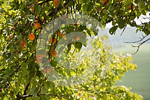 Apricot tree