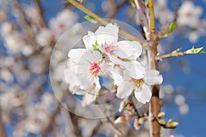 Apricot tree blooming bunch