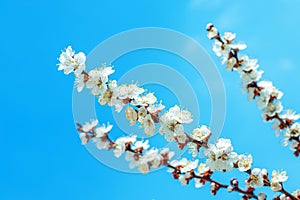 Apricot tree blossom branches on blue sky