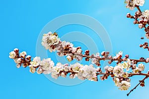 Apricot tree blossom branches on blue sky