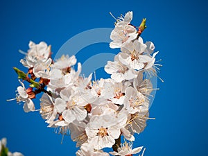 Apricot tree blossom flower on blue sky