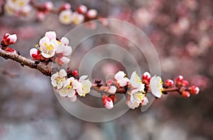 Apricot tree blossom flower on blue sky.