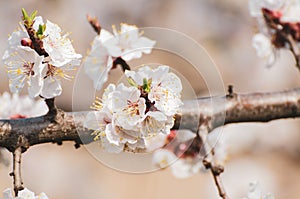 Apricot tree blossoms