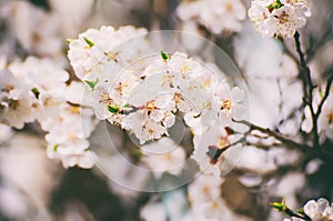 Apricot tree blossoms